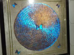 -上海昆虫博物馆