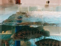 -狮伙海鲜捞(千灯湖店)