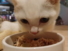 -屋虎猫馆(宝安大仟里店)