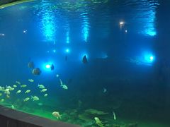 -瑞德姆美人鱼海底演艺主题餐厅(亚龙湾店)