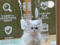 -帕帕拉兹宠物(亚洲旗舰店)