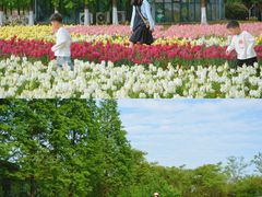 -杭州湾海上花田景区