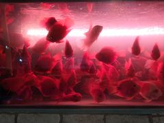 -大自然花鸟鱼虫市场