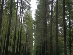 -黄海国家森林公园