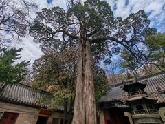 -青岛崂山太清宫