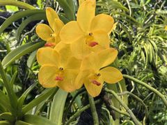 -新加坡植物园
