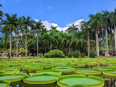-中国科学院西双版纳热带植物园