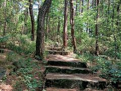 -铁山坪森林公园