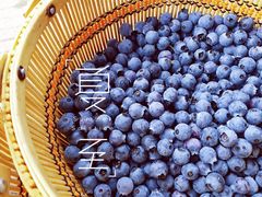 -金谷域澳洲庄园