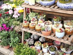 -三圣花乡旅游区