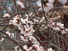 -桃花堤公园