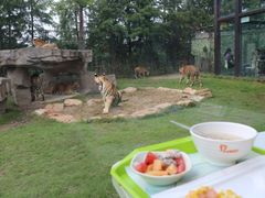 -上海野生动物园老虎餐厅