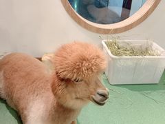 -藦茜花园宠物主题亲子互动体验馆(国顺东路店)