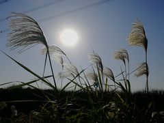 -梁鸿国家湿地公园