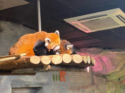 -Zoolung Zoolung动物主题公园(海信广场店)