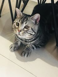 -幸运7纹身刺青Lucky7tattoo