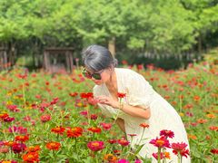 -合肥滨湖国家森林公园