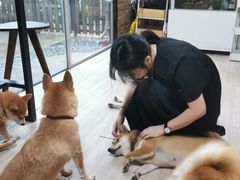 -柴犬高等学院·狗咖·柴犬售卖·宠物训练
