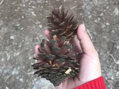 -铁山坪森林公园