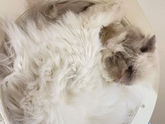 -1013 PET SHOP精品宠物商店(丁香店)