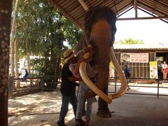 -东芭乐园