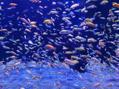 -成都浩海立方海洋公园