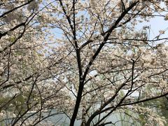 -苏堤停车场