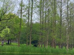 -上海共青森林公园