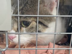 -天使宠物医院·犬猫分诊(彩虹店)