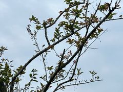 -两河城市森林公园