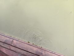 -上海鲜花港