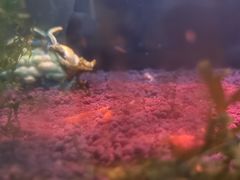 -上海大自然野生昆虫馆(东方明珠·爬宠昆虫探索中心)