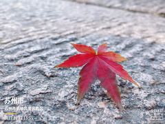 -枫桥景区