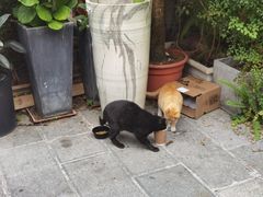 -知亘茶食