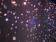 -合肥海洋世界