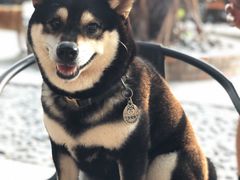 -柴犬高等学院·狗咖·柴犬售卖·宠物训练