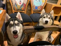 -more than meow吴止猫主题餐厅(承德 中船汇店)