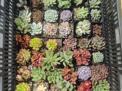 -中环花鸟鱼虫市场