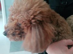 -瑞派福兴宠物医院犬猫全科·骨科·中西医结合(河东店)