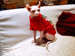 -藏猫猫咖啡主题馆(中央大道店)