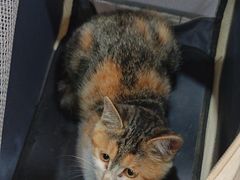 -乖乖宠物医院·猫科·骨科·24小时(云岗分院)