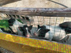 -前小桔亲子创意农场·草莓采摘·露营烧烤