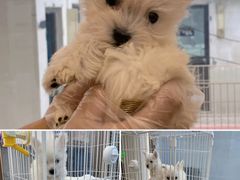 -翊宠yipet猫狗购宠庄园犬舍•猫舍