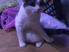 -瑞派宠物医院·内科·软组织·绝育中心(沈阳八纬路分院)