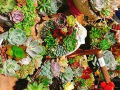 -豆豆花艺(新光天地店)