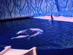 -珠海长隆海洋王国