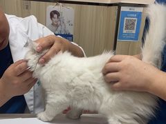 -瑞派紫金宠物医院24小时·骨科·中兽医·重症转诊中心(番禺大石院)