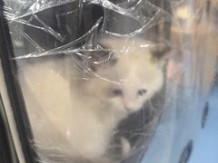 -宠颐生宠物医院·异宠猫科内科·诊疗中心宠巢店