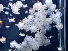 -太平洋海底世界