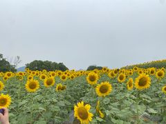 -光明小镇欢乐田园